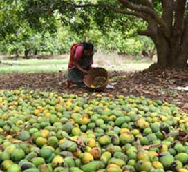 Mango Farm Mango Harvest