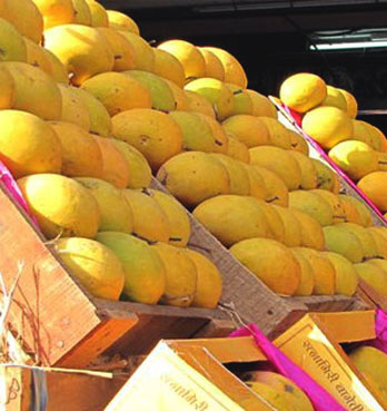 Kokanwadi Mango Farm Plots
