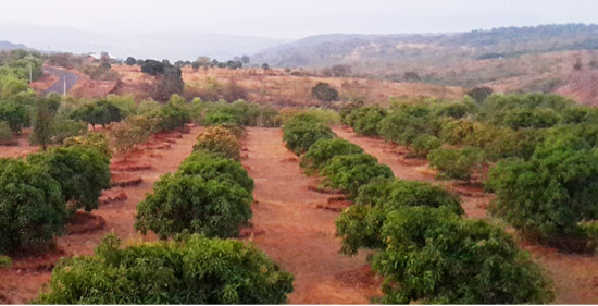Kokanwadi Mango Farm Plots